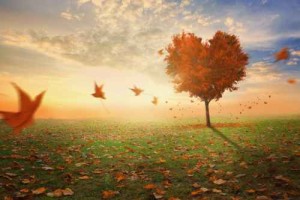 Heart shaped tree during fall
